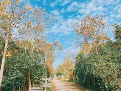 -上海海湾国家森林公园