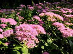 -滨河世纪广场公园