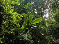 -莫里热带雨林景区