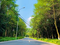 -铁山坪森林公园