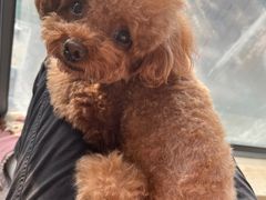 -菲尔斯特宠物医院