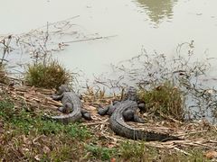 -中国扬子鳄村