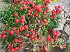 -龙大花卉苗木市场