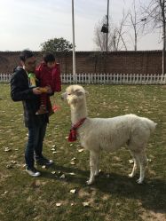 -上美四季动物农场