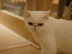 -猫腻·猫咖·撸猫馆(星光大道店)