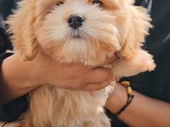 -翊宠yipet猫狗购宠庄园犬舍•猫舍