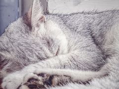 -这儿没有猫·猫咖萌宠馆·撸猫