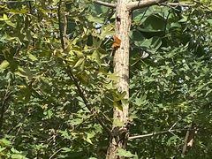 -北京西山国家森林公园