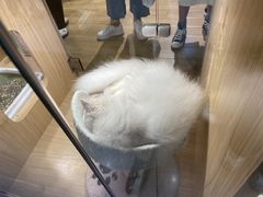 -屋虎猫馆(宝安大仟里店)