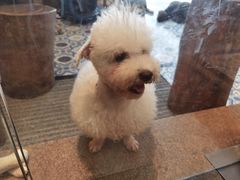 -more than meow吴止猫主题餐厅(承德 中船汇店)