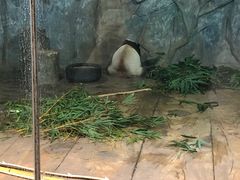 -深圳野生动物园