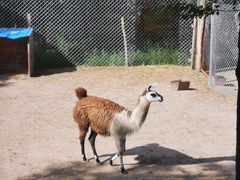 -青藏高原野生动物园