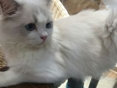 -瞄一喵猫咖(格力海岸店)