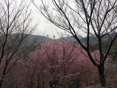 -香雪海