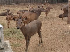 -清迈夜间动物园
