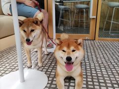 -COMPANION COFFEE小伴咖啡