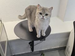 -琪喵猫屋·撸猫猫咖·猫舍