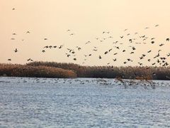-盐城丹顶鹤湿地生态旅游区