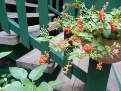 -三鹰之森吉卜力美术馆