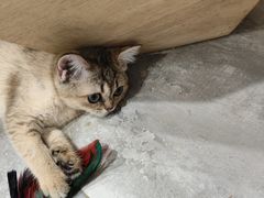 -楼上猫咖(罗湖店)