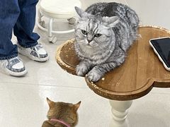 -共舞时光猫咖·狗咖(新街口店)