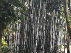 -丰依竹食·老牌竹筒饭