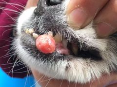 -仁华宠物医院(青羊店)