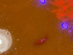 -海盗船. 龙虾烧烤. 酒馆