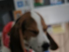 -宠福鑫康馨动物医院·骨科·眼科