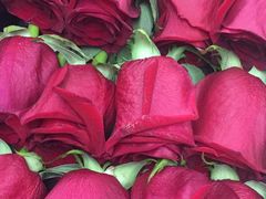 -BEAST野兽派(上海浦东嘉里城店)