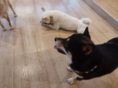 -南京Hallo宠物乐园·哈罗犬舍·柴犬繁育基地