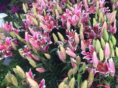 -珠海市体育中心-游泳馆