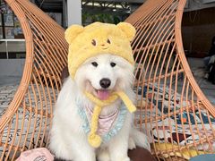 -星多哈·狗咖·拼豆·咖啡