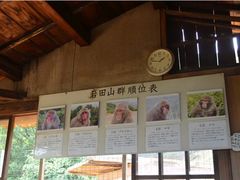 -岚山猴子公园