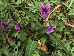 -峡谷浮石林景区