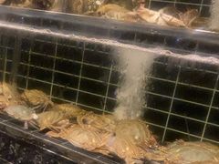 -浩运·海鲜青岛菜·海胆水饺(石老人店)