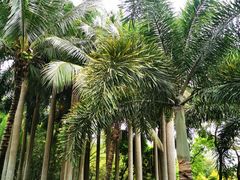 -深圳国际园林花卉博览园