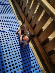 -萌宠亲子动物乐园(槐房万达店)