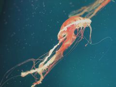 -福州罗源湾海洋世界旅游区