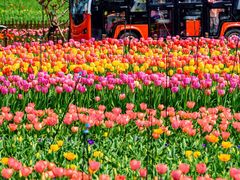 -荷兰花海