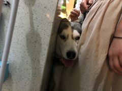 -Husky Go! 哈士奇体验馆·宠物咖啡厅狗咖