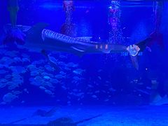 -烟台海昌鲸鲨海洋公园