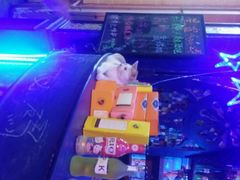 -星宿秘码(鼓浪屿老店)