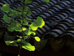 -上海佘山国家森林公园天马山园