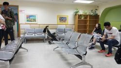 -上海交通大学医学院附属上海儿童医学中心(陆家嘴总院区)