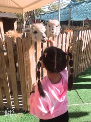 -萌宠亲子动物乐园(槐房万达店)