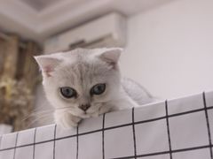 -创凡宠物医院·骨专科  猫科中心(西乡分院)