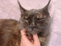 -猫房·猫吧·猫咖(龙湖时代汇店)