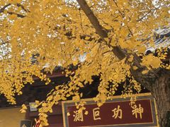 -上海青龙寺