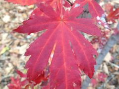 -丹东天桥沟景区